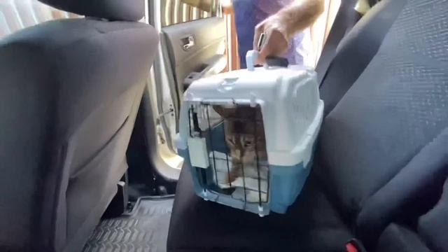 VLOG У нашей кошки Синди ВОСПАЛЕНИЕ / Зубная щётка NANDME NX8000 обзор смотреть онлайн