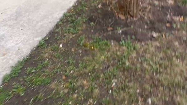 ПУТЕШЕВСТВУЕМ / Ловля ящериц