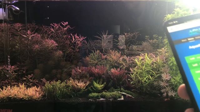 BİTKİLİ AKVARYUM GÜNCELLEME VE AQUARİO NEO FLOW HAKKINDA #akvaryum #aquascape