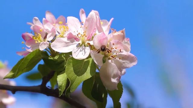 Apples and bees: the two go hand in hand on this apple farm смотреть онлайн