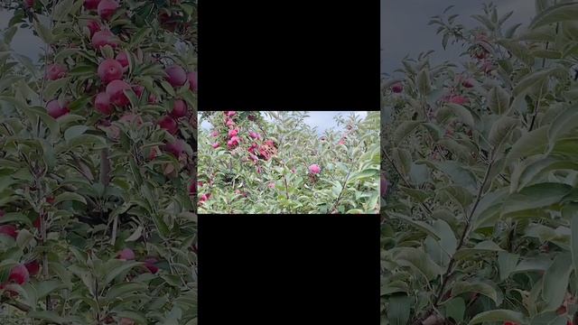 Apple garden rose hill farms New York. pick your own apples.#foryoupage#viral#viralvideo#usa#newyor смотреть онлайн
