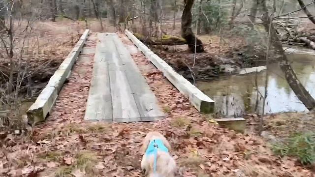 SPECIAL ANNOUNCEMENT! Brought to you from the Pink Beds Loop! смотреть онлайн