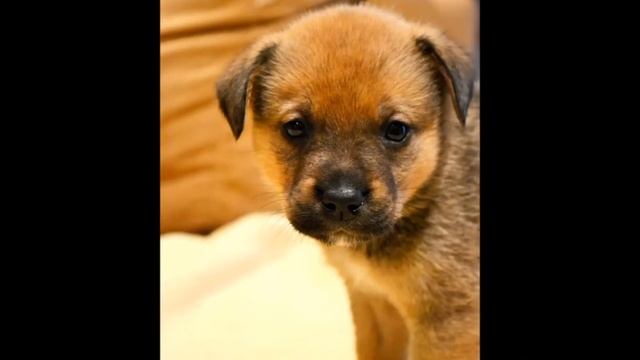 Lilly and her seven pups ~ Our Best Friends Rescue смотреть онлайн