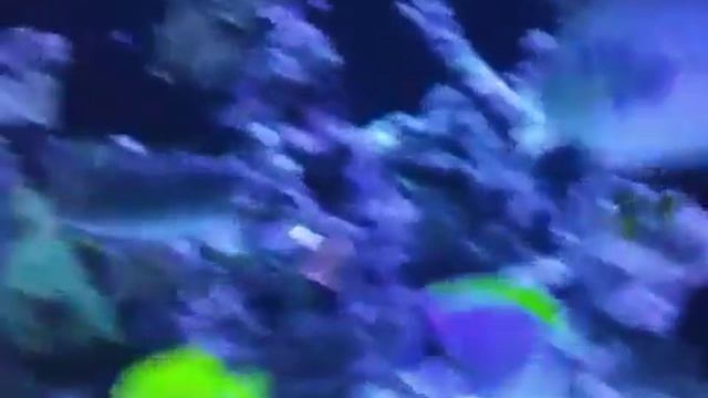 Reef tank video with iPhone and photobox смотреть онлайн