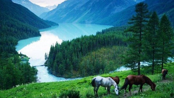 Алтай для жизни. А вы хотели бы жить на Алтае ?