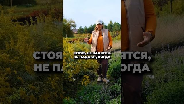 Осенние композиции в саду смотреть онлайн