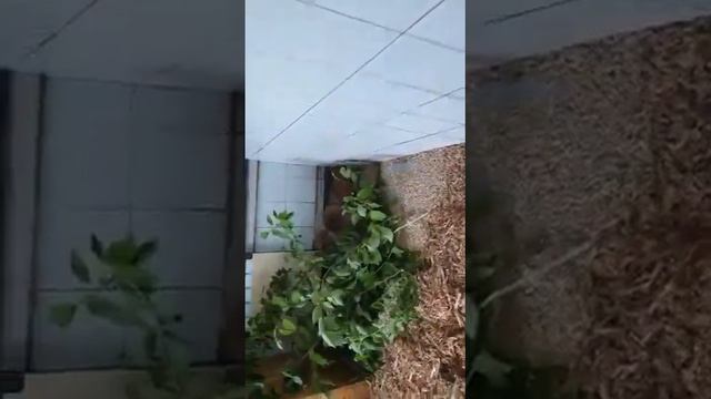 Зайчата переехали