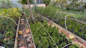 Как выращивать Олеандр в открытом грунте