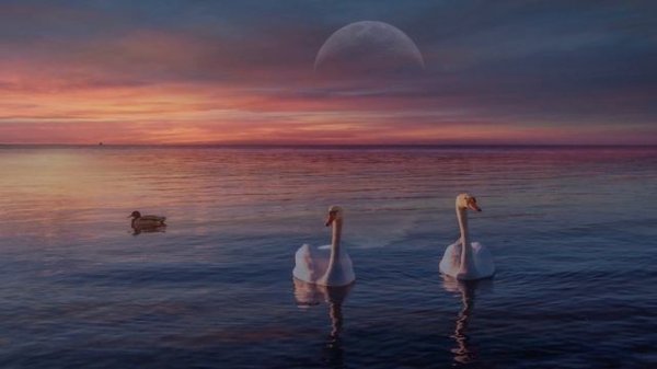 Debussy ‘Clair de lune’ 1 hour (piano/flute versions) for deep sleep, relaxation, healing #piano