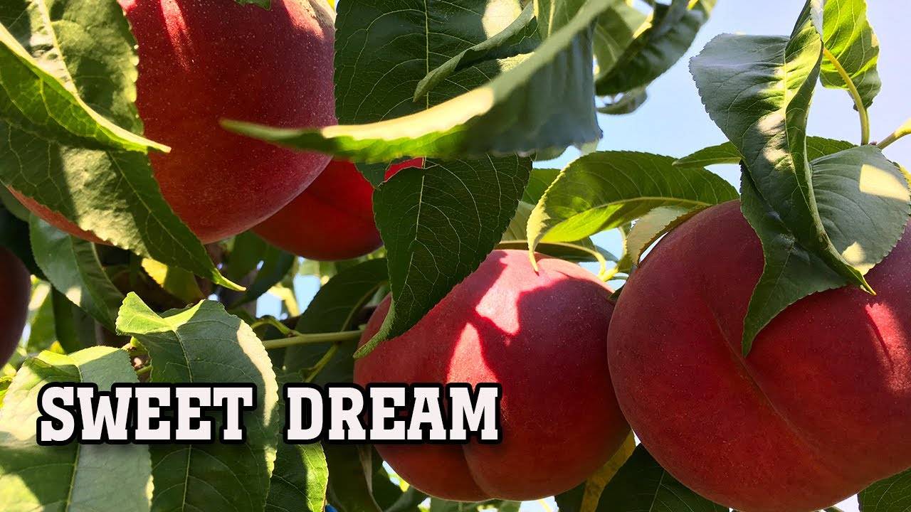 Персик СВИТ ДРИМ ⧸SWEET DREAM⧸ - серьезный конкурент!!!2021 смотреть онлайн