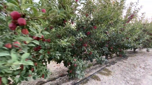 Harvest has came! Scarletspur golden reinders Apple rootstock M111 from Turkey/Kayseri 04.09.2021 смотреть онлайн