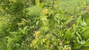 VLOG Алиса Ездит БЕЗ СЕДЛА / Исследуем окрестности / Купили дом в станице / Мили Ванили