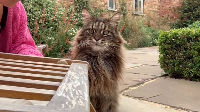 It’s Insane How Much This Maine Coon Cat Marks His Territory! смотреть онлайн