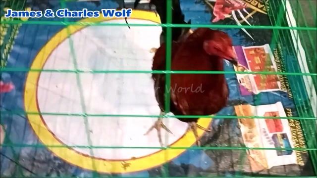 James & Charles Wolf | Maw Acierto | WGE 2023 Poultry Expo смотреть онлайн