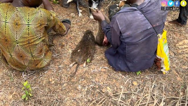 First Time Hunting As a Young Lady | Hunters in Nigeria Hunt for Bushmeat 🦌 | Episode 1 смотреть онлайн