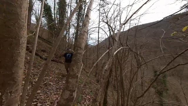 Falcon Friday in the forest with Mac Baren Mixture смотреть онлайн