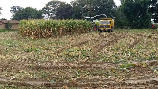 Maize harvesting CLASS JAGUAR 850 corn harvester смотреть онлайн