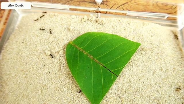 EXPERIMENT! Will ants milking aphids? Alex Davix!!! смотреть онлайн