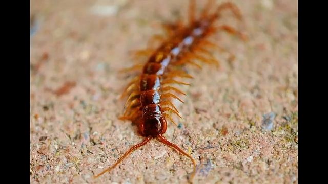 WHEN A CENTIPEDE CRAWLS ON YOU WHAT IT SPIRITUAL MEAN ? смотреть онлайн