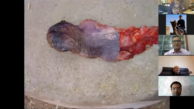 2020 Southwest Camel Conference and Training Clinic Session 1 смотреть онлайн