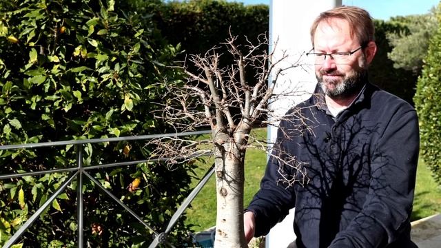 Essential Tips For Pruning Bonsai Trees In Winter