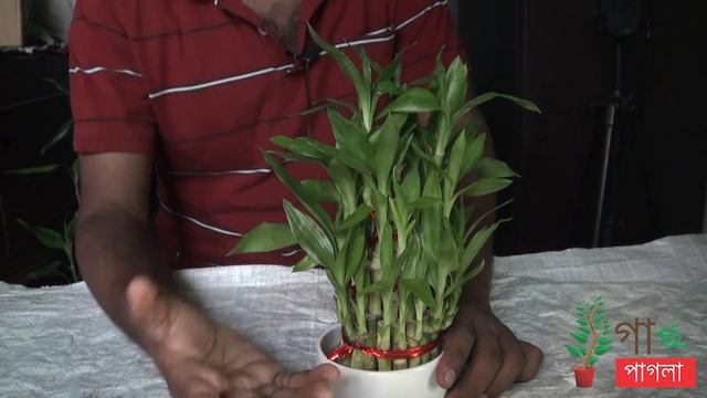 lucky bamboo care how to grow lucky bamboo plant indoor gardening tips смотреть онлайн