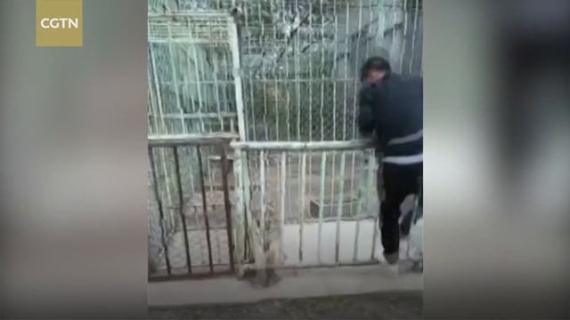 Zookeepers wrestle with escaped tiger cub смотреть онлайн
