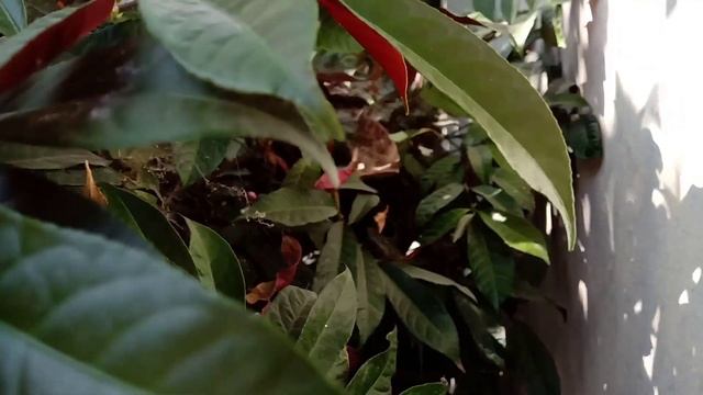 Nokia 5.1 Plus Camera Test (Timelapse,Slow motion,Auto focus) смотреть онлайн