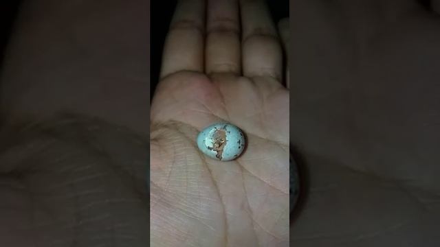 Canary Egg Hatching смотреть онлайн