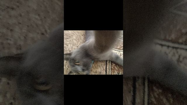 scene_output.mp4 смотреть онлайн