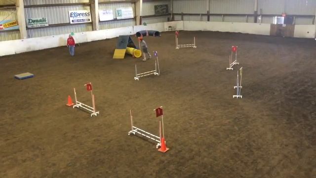 Boston Terrier agility RALPH & JIGSAW & WALDO: WALDO, CPE AGILITY, SAT. 10/29/16. LONGVIEW, WA смотреть онлайн