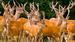 Благородные олени, которых вы не знали: неожиданные факты о жизни и способностях лесных обитателей