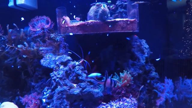 Gill From Finding Nemo! смотреть онлайн
