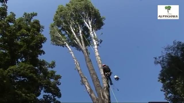 cut big tree смотреть онлайн