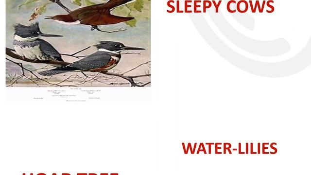 OUR CASUARINA TREE --- +2 ENGLISH ; UNIT 2 - POETRY ; TRB , NET , SET , SLET смотреть онлайн