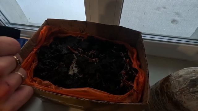 Домашние шампиньоны #еда #cooking #грибы #chef #kichen #эноки #шампиньоны #mushrooms #champignons