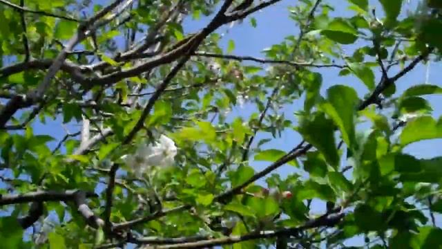 Apple Fruit Thinning смотреть онлайн