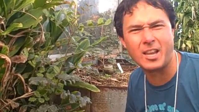 Home Orchard Grows over 150 Varieties of Heirloom Fruit Trees including Tropical Fruits смотреть онлайн