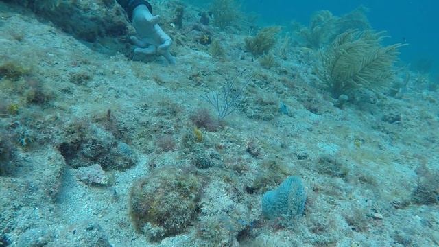 Peterson Cleaning Shrimp GOPR23711 смотреть онлайн
