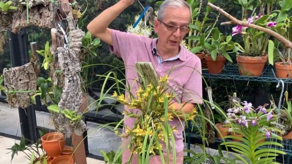 Maxillaria (Maxillariella) tenuifolia 'Yamada' AM/AOS