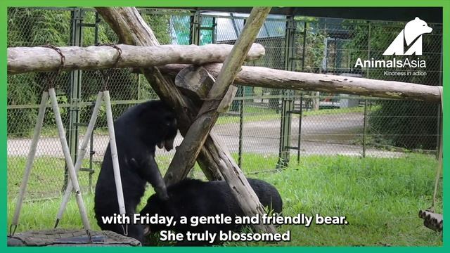 Rescued moon bear finds her forever friend смотреть онлайн