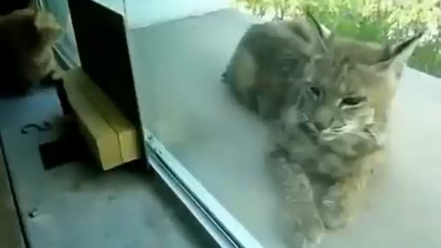 [cat video]There was a wild bobcat out of the window смотреть онлайн