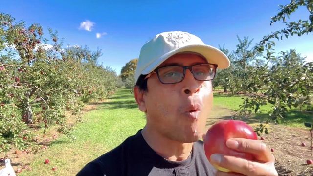 আমেরিকার আপেল বাগানে পচে নস্ট হাজার হাজার আপেল। Apple Garden। Apple Orchard in America । смотреть онлайн