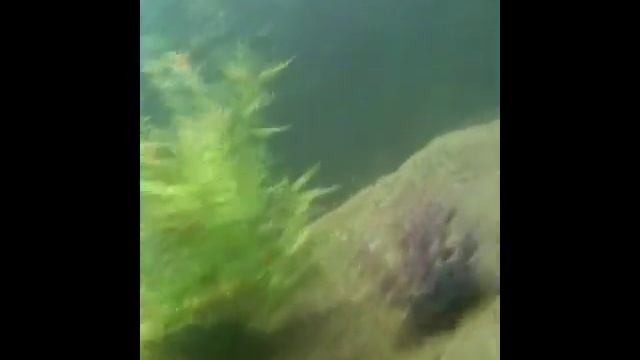 Wolf jaguar cichlid hybrids (females) смотреть онлайн