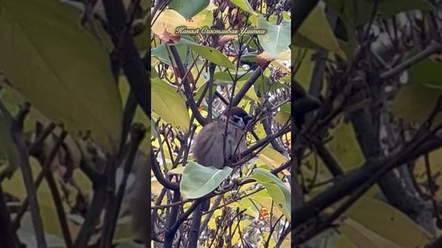 Очень чистоплотный воробей смотреть онлайн