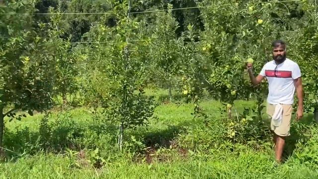 Apple Picking in USA | Apple Orchard Pennsylvania | USA Tamil Vlog | 4K Video смотреть онлайн