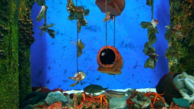 Best 4K HDR Aquarium - Perfect for relax Screensaver - Sequence 56 [1 Hour] смотреть онлайн