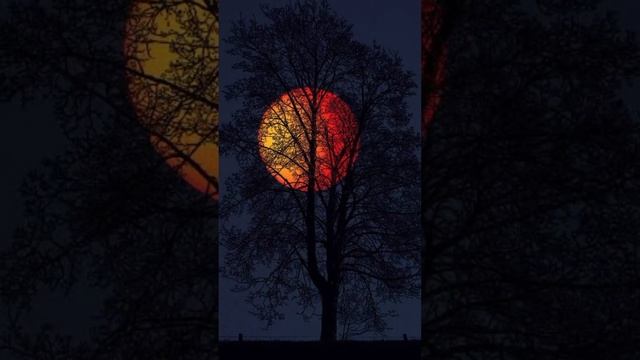 Tree's Wallpaper Images | Nature Wallpapers | Best Corner смотреть онлайн