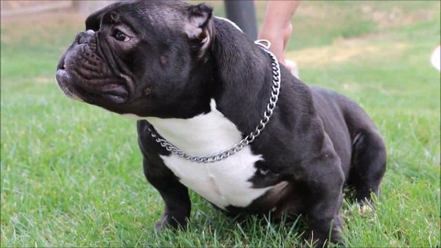 ROCKSTARS "QUEEN" THE REAL BABY BOLOW! смотреть онлайн