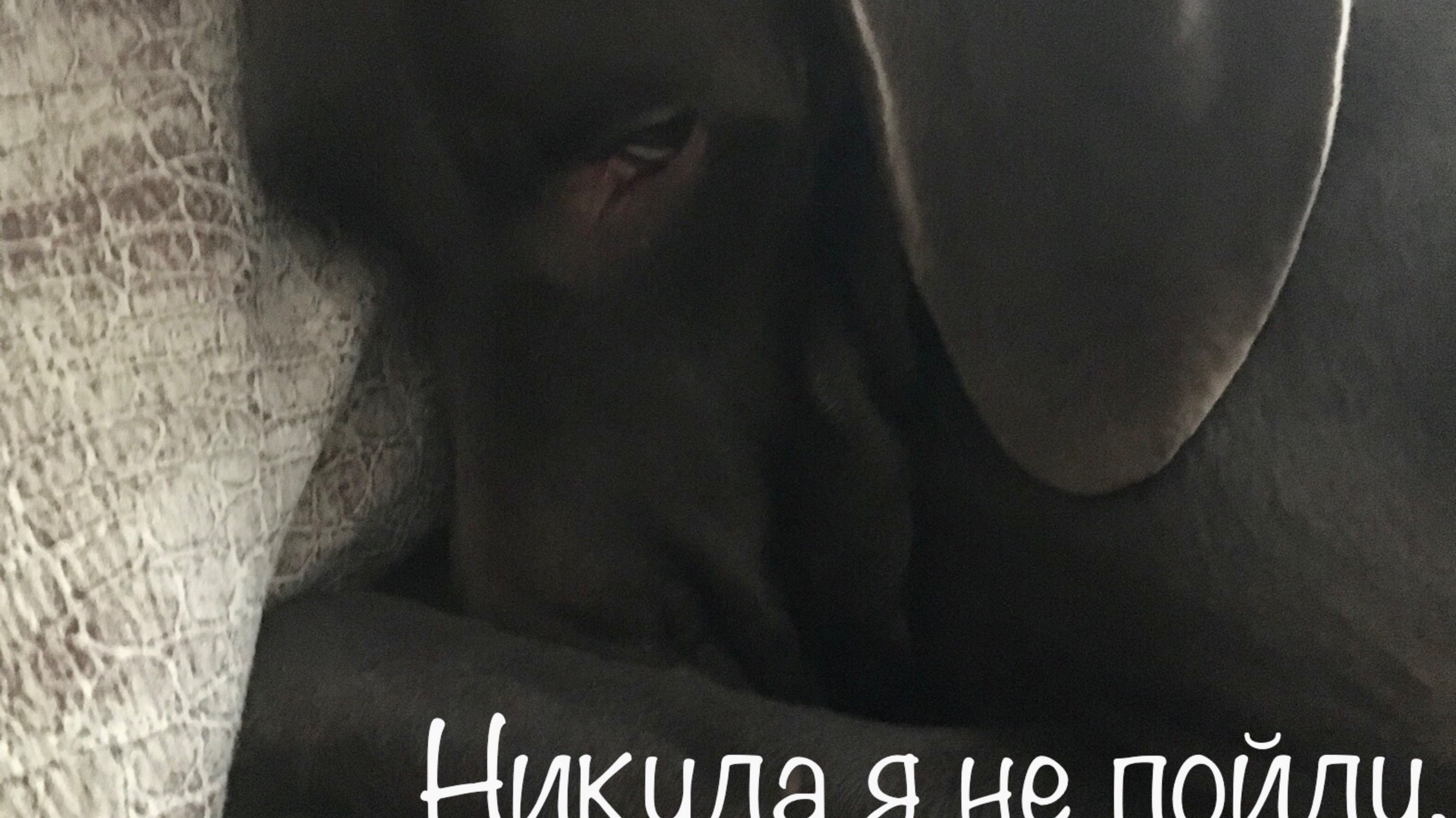 Отвали хозяин, сегодня я дома! Пёс с характером! смотреть онлайн